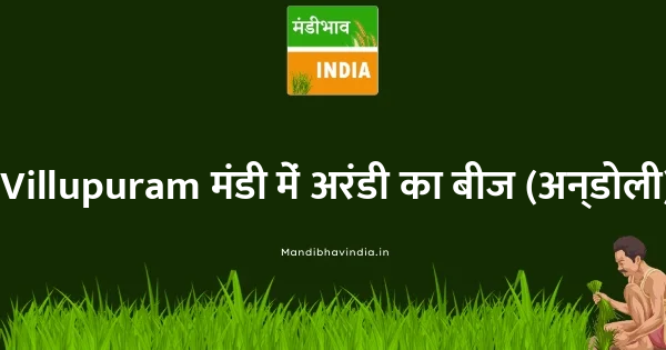 Castor Seed भाव